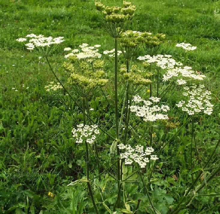 Apiacea: Heracleum sphondylium